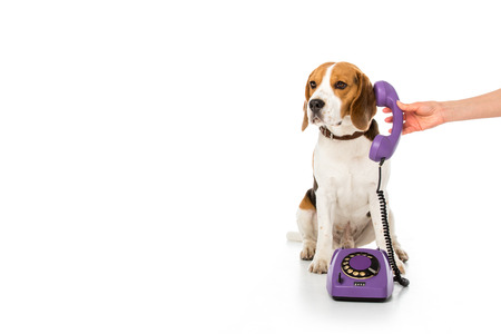 partial view of woman giving telephone tube to adorable beagle isolated on whiteの写真素材