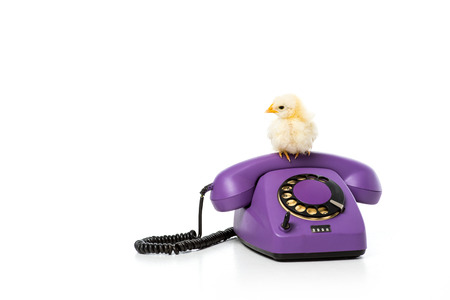 adorable little chicken sitting on rotary phone isolated on whiteの写真素材