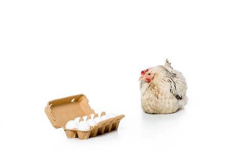 hen and raw eggs in egg box isolated on whiteの写真素材