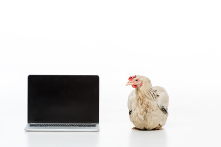 hen near laptop with blank screen isolated on whiteの写真素材