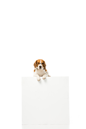 adorable beagle dog wearing eyeglasses and lying on white cube isolated on whiteの写真素材