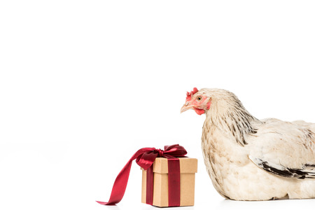 hen looking at gift box with red ribbon isolated on whiteの写真素材