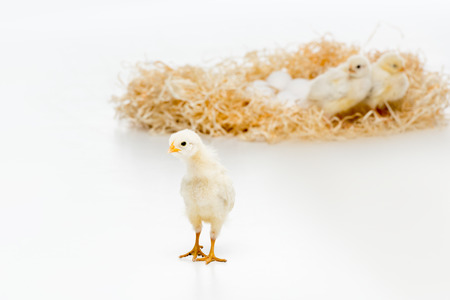 close-up view of cute little chick looking at camera and chickens on nest with eggs behindの写真素材