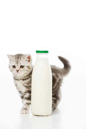 adorable little kitten near bottle of milk isolated on whiteの写真素材