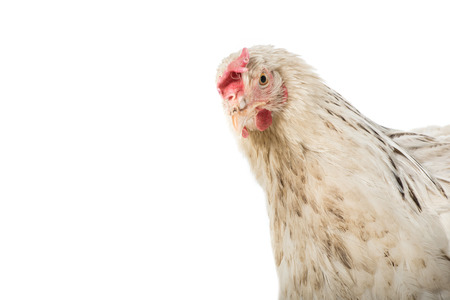 close-up view of beautiful white hen looking at camera isolated on whiteの写真素材