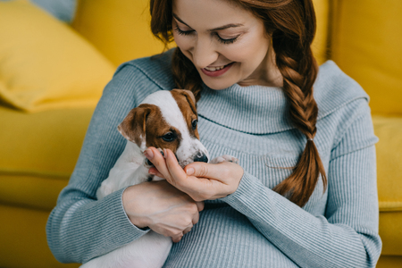 attractive pregnant woman holding jack russell terrier in living room