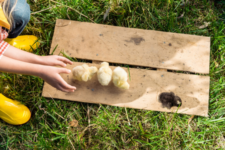 Cropped image of little girl playing with baby chicks on wooden board outdoorsの写真素材