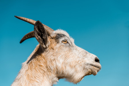 Low angle view of adorable goat against blue sky background