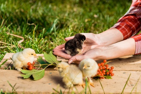 Cropped image of female farmer with baby chicks and rowan on wooden board outdoorsの写真素材
