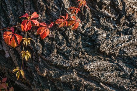 Close up view of old grey tree bark with orange leavesの写真素材