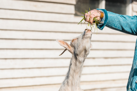 Cropped image of male farmer feeding goat by grass near wooden fence at farmの写真素材