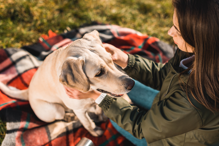 High angle view of young woman sitting on blanket and adjusting dog collar on golden retriever in parkの写真素材