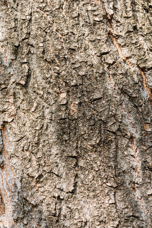 Close up view of aged grey tree bark background