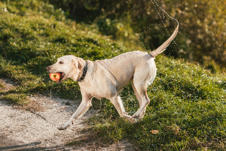 Wet adorable golden retriever running with apple in mouth outdoors