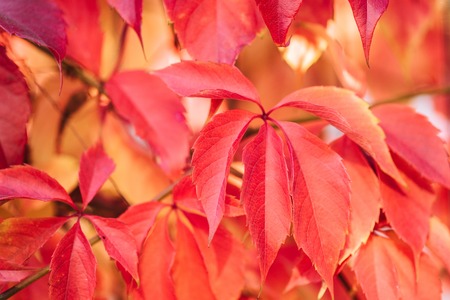 Close up of beautiful autumnal plants with red leavesの写真素材