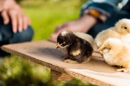 Cropped image of farmers holding wooden board with adorable baby chicks outdoorsの写真素材
