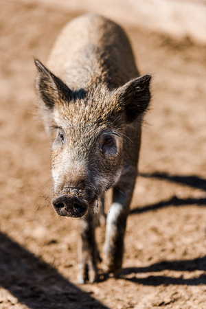 Selective focus of adorable grey piglet walking in corral at farmの写真素材
