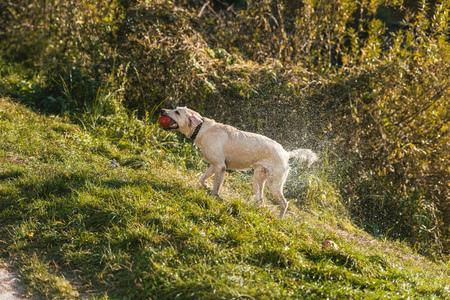 Selective focus of golden retriever with apple in mouth shaking itself dry on grass in park