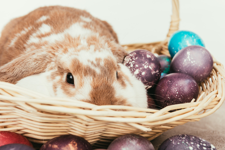 Funny domestic rabbit lying in straw basket with painted Easter eggsの写真素材