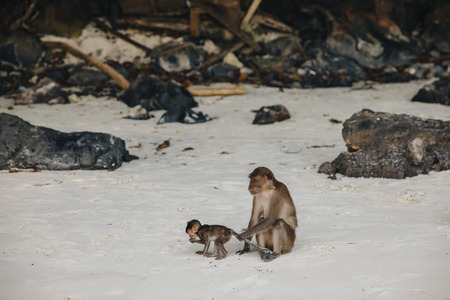 Cute little monkeys at Phi-Phi island, Thailand