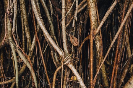 Close-up view of beautiful lianas at tropical forest in Kuala Lumpurの写真素材