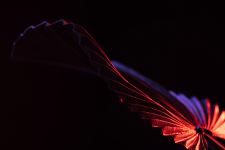 Toned image of beautiful tropical leaf with red lighting isolated on black backgroundの写真素材