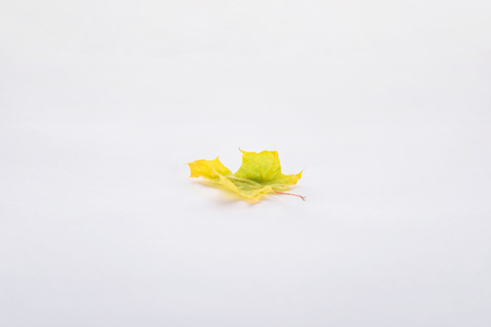 One beautiful yellow green maple leaf isolated on white, autumn backgroundの写真素材