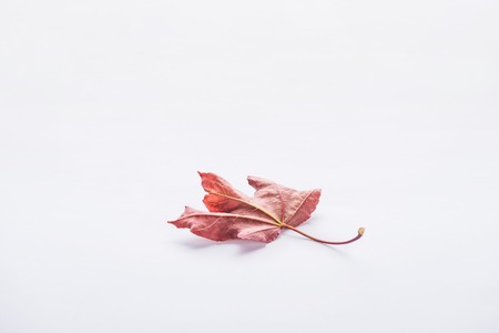 one autumnal beautiful burgundy maple leaf isolated on whiteの写真素材