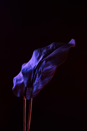 toned picture of beautiful tropical leaves on blackの写真素材