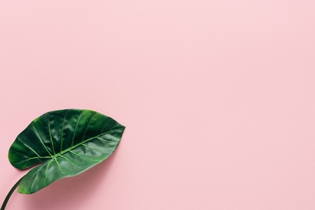 Top view of green palm leaf on pink background, minimalist conceptの写真素材