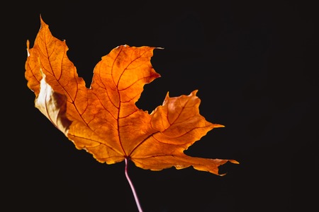 Beautiful orange maple leaf isolated on black, autumn backgroundの写真素材