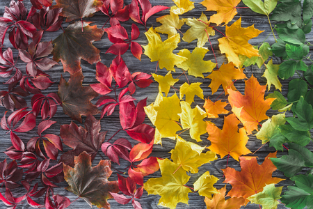 top view of autumnal different maple leaves on wooden surface