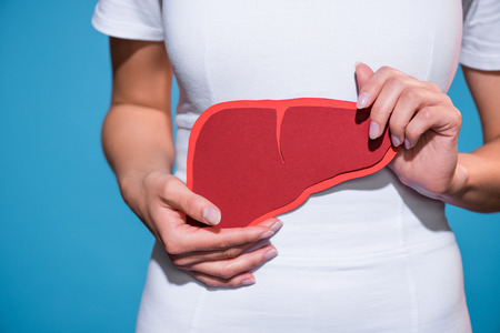 Cropped shot of woman holding paper crafted liver in hands on blue backgroundの写真素材