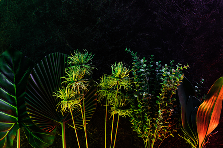 elevated view of various tropical leaves placed in row with red lightingの写真素材