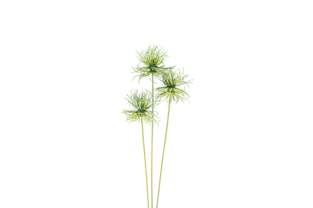 View from above of beautiful green tropical plant isolated on white background, minimalist concept