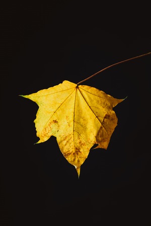 beautiful yellow maple leaf isolated on black, autumn background