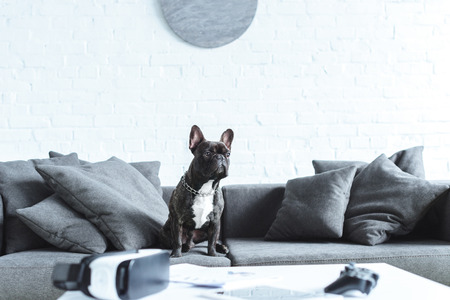 Cute french bulldog sitting on sofa by table with digital gadgetsの写真素材