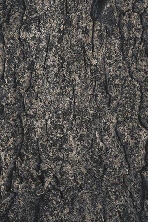 cracked rough tree bark background