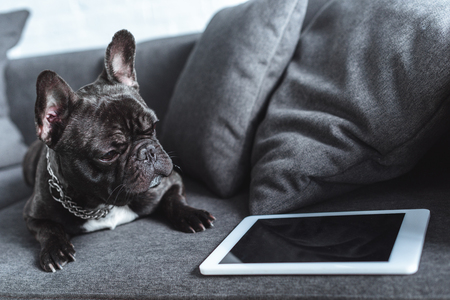 Cute French bulldog sitting on sofa by tabletの写真素材