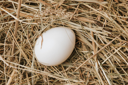 unprocessed white egg laying on strawの写真素材