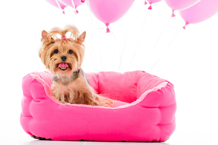 Yorkshire terrier sitting on bed with balloons isolated on whiteの写真素材