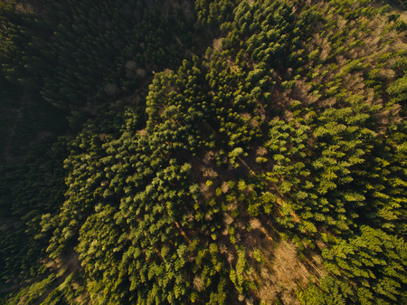 Aerial view of beautiful green woods with trees, Germany