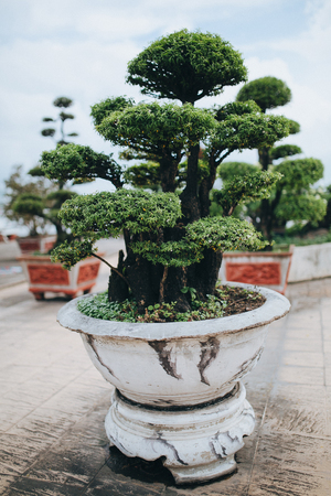 close-up view of beautiful green bonsai tree growing in pot, Ho Chi Minh, Vietnamの写真素材