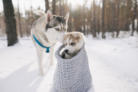two adorable husky dogs in winter forestの写真素材