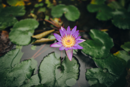 close-up view of beautiful purple lotus flower in calm pond, Hoi An, Vietnamの写真素材