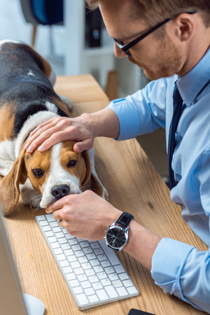 partial view of businessman playing with adorable beagle at table in modern officeの写真素材