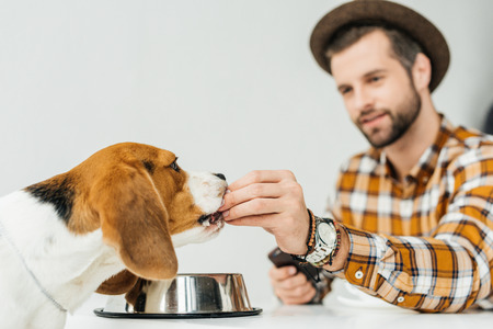 man feeding cute beagle with dog foodの写真素材