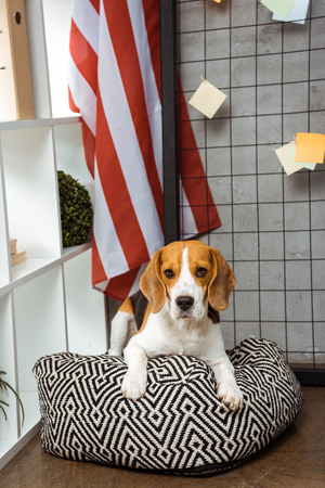 adorable beagle sitting on bean bag near american flag in modern officeの写真素材
