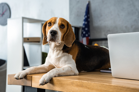close up view of cute beagle sitting on table with laptop in modern officeの写真素材
