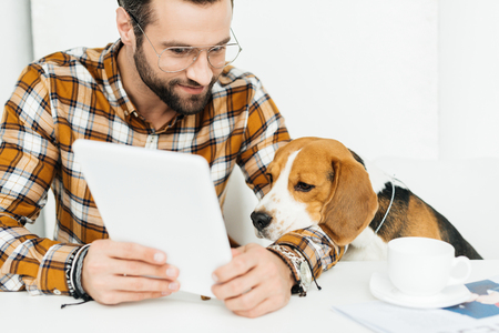 cute beagle lying on businessman hand and looking at tabletの写真素材